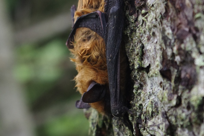 A brown bat faces downwards while resting on a tree with lichen on it.
