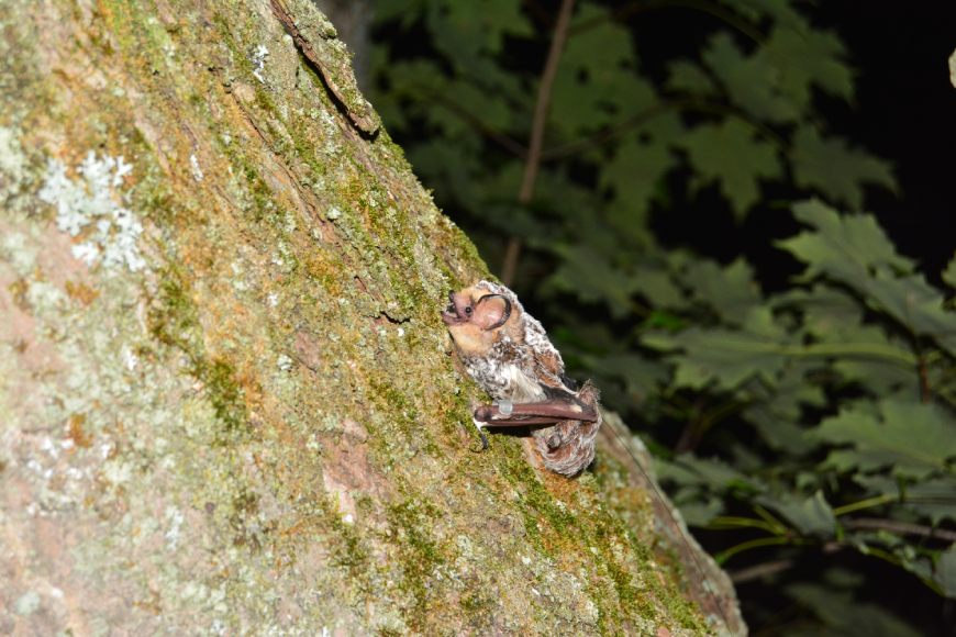 A grey coloured bat with a tag around its arm rests on a tree with moss at night.