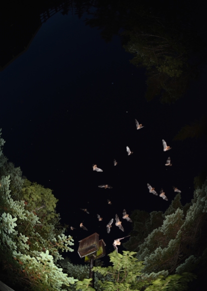 Many bats are swarming around a bat box fastened to a poll at nighttime in the forest.