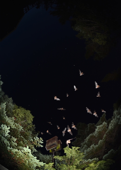 De nombreuses chauves-souris grouillent autour d’une boîte à chauves-souris fixée à un poteau, la nuit, dans la forêt.