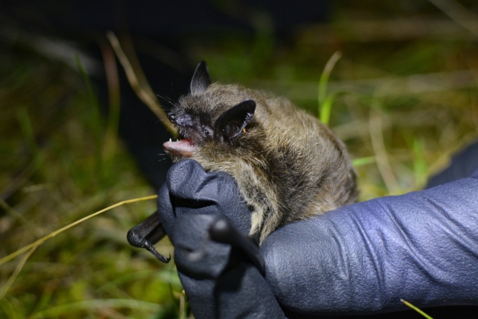 A small brown bat with its mouth open shows its little teeth while being held by the gloved hand of a trained wildlife expert.