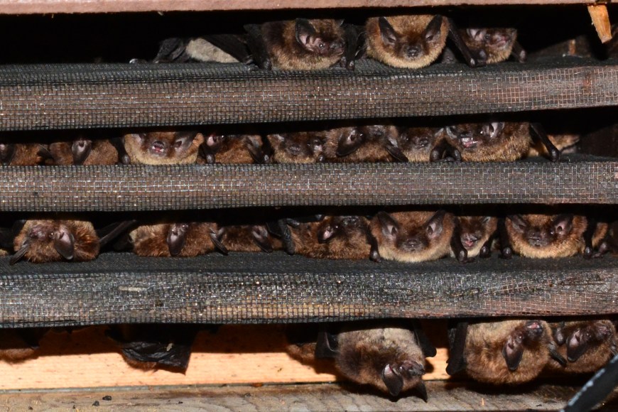 Many bats huddle together upside down between the slots of their constructed bat box.