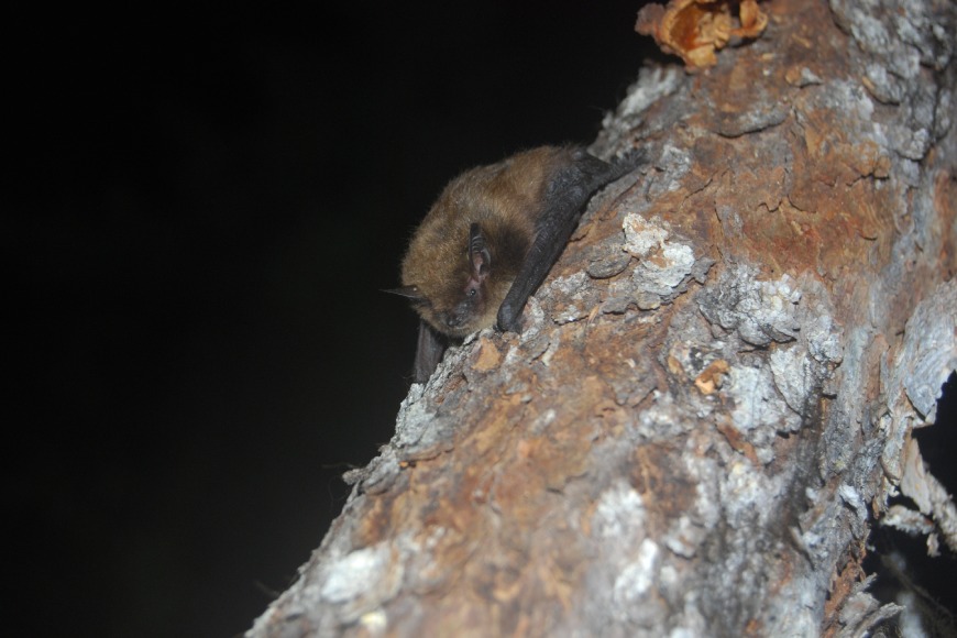 A brown bat rests facing downwards on the trunk of a tree at night.