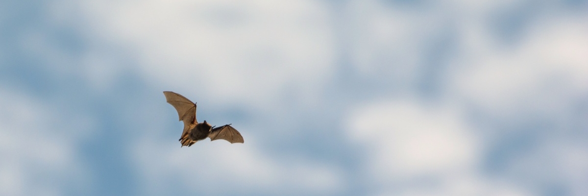 A bat flies high in the air during the daytime.
