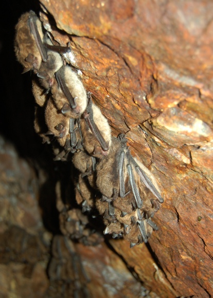 Many bats cluster together in a group while hanging from a cave ceiling.