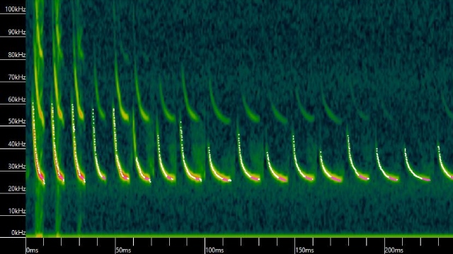 A graph of repeated downwardly curved lines, representing the pitch of the bat call (in kilohertz) over time.