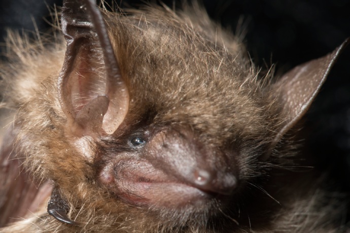 A close up of the face of a brown bat.