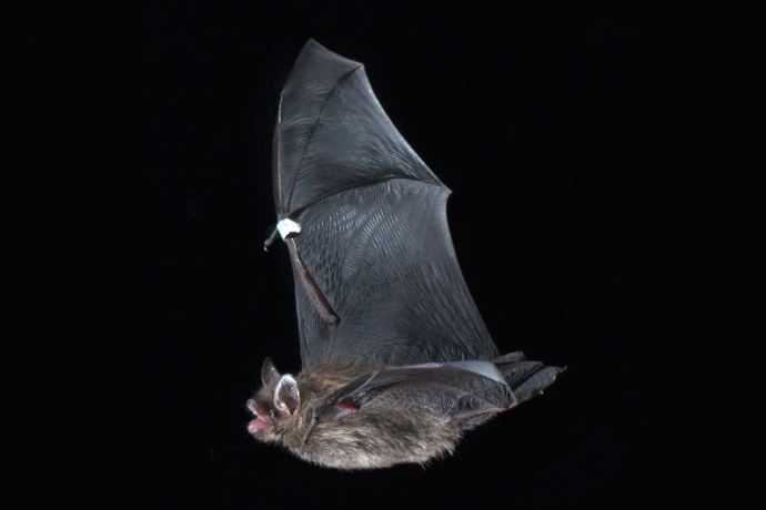 A series of two photos showing a bat in flight during the night.