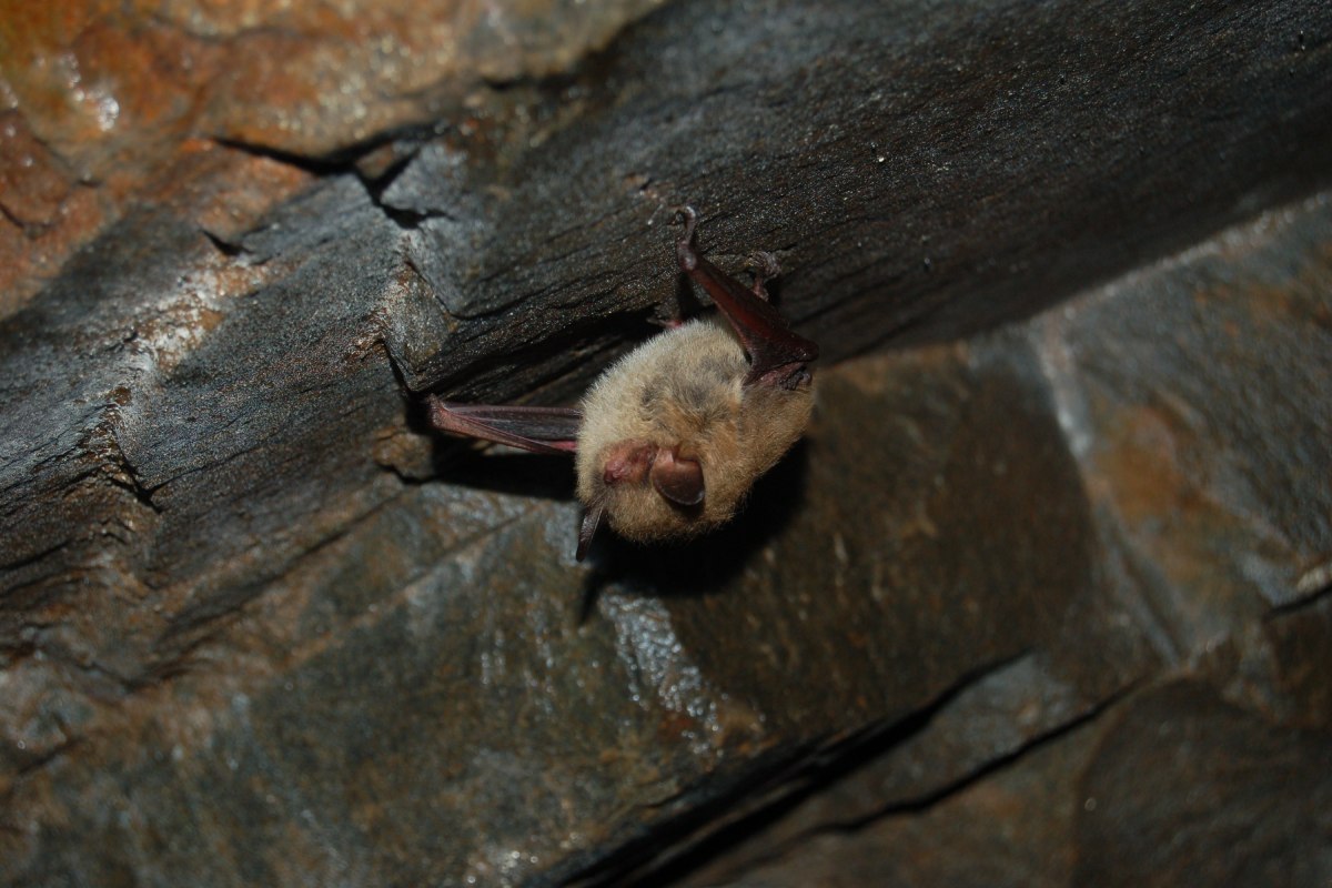 A brown and beige bat hangs upside down from a stone wall.
