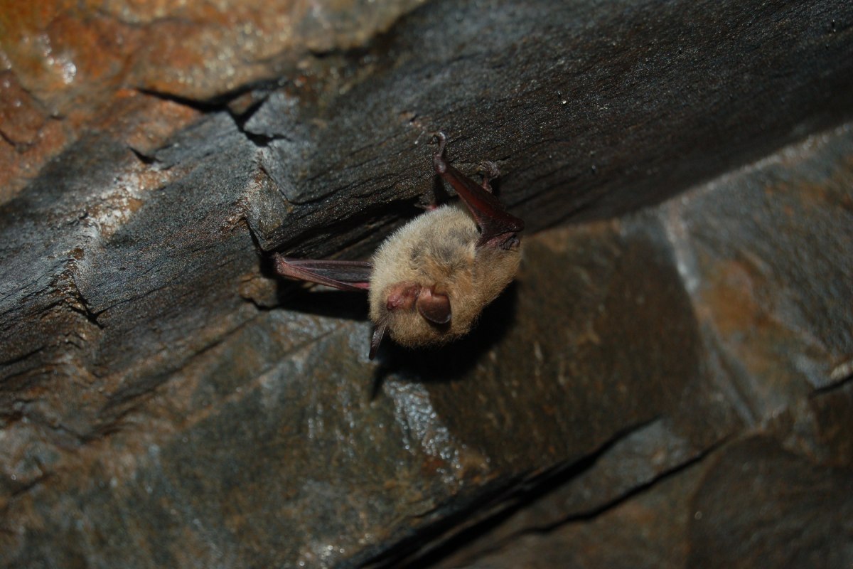 Une chauve-souris brune et beige est suspendue à l’envers à un mur de pierre.