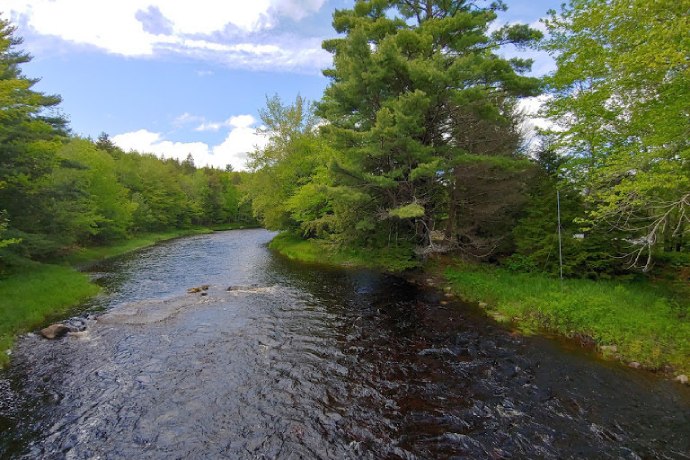 A river runs through a green forest.