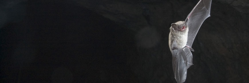Une petite chauve-souris vole dans une caverne