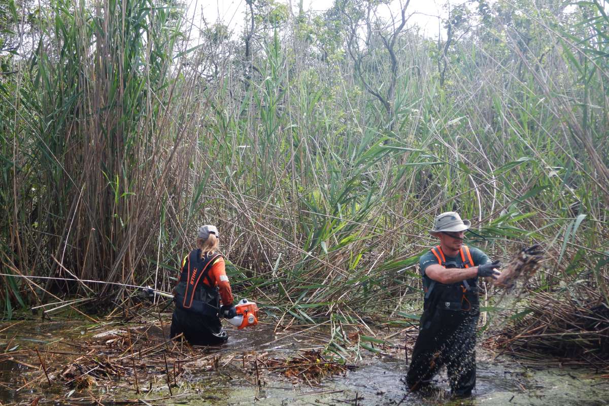 Two Parks Canada staff stand in knee high water as they use a mechanical tool to cut down and remove tall reeds.