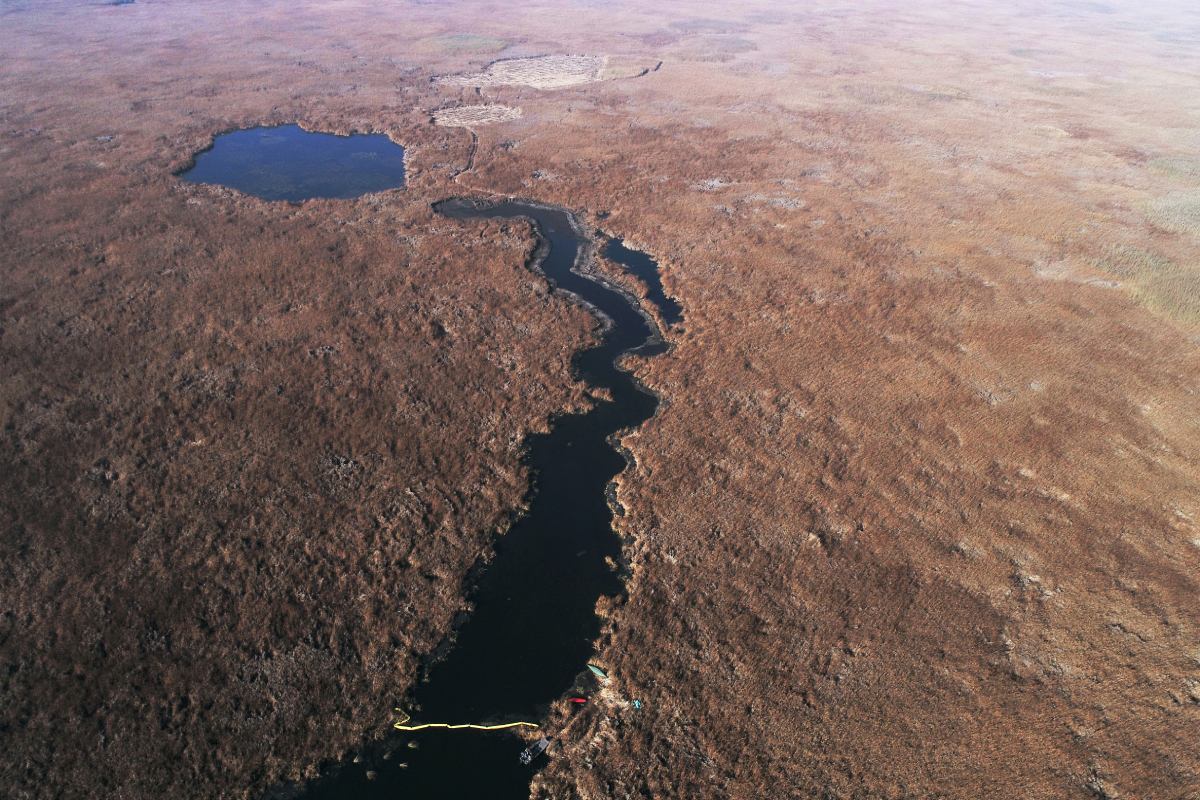 Image aérienne d’un nouvel habitat d’eau libre créé par l’élimination des tapis denses de quenouilles envahissantes.