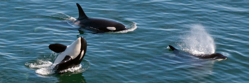 Three killer whales in calm water