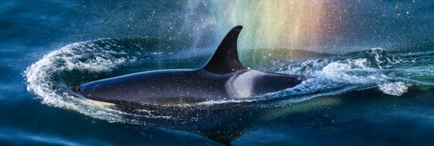 A killer whale surfacing in a puff of mist.