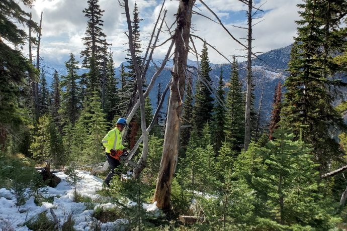 A staff person wearing safety gear uses a chainsaw to remove a tree in a forest.