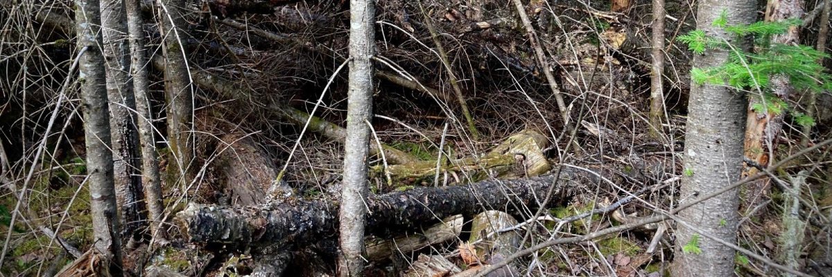 A dense forest made up of many of the same tree species of the same age .