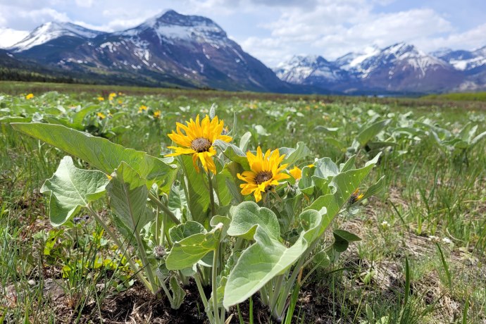 Yellow flowers with brown centers grow in the foothills of snow capped mountains. 