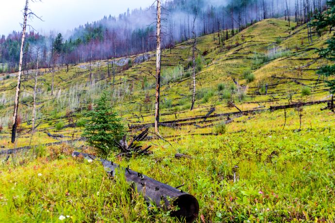 A patch of land after a fire shows some burned trees and new regrowth of vegetation.