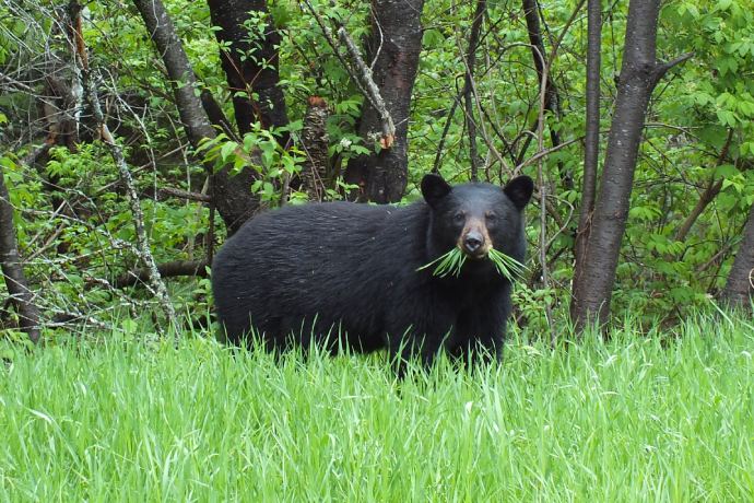 A black bear is eating a mouthful of grass.