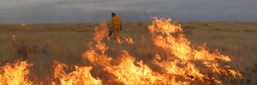 A Parks Canada employee walks near a prescribed fire on the prairie.