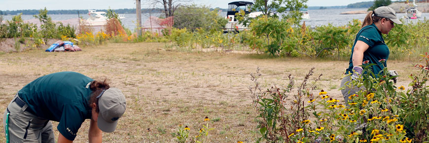 Two Parks Canada staff pull weeds from a garden at Georgina Bay Islands National Park.