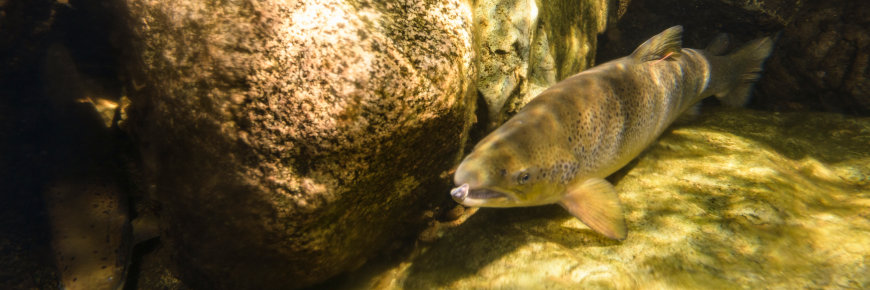 An Inner Bay of Fundy Atlantic Salmon camouflages itself against the rocks in the Upper Salmon River in Fundy National Park