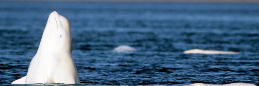 A beluga whale emerging vertically from the water.
