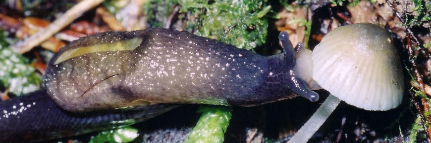 Slug on a forest floor.