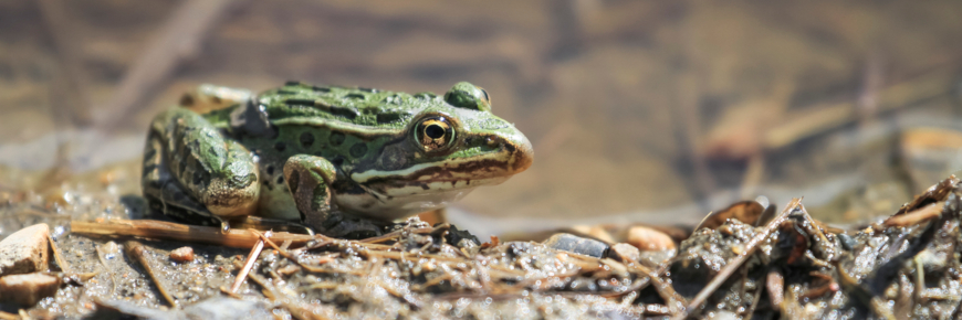 Close-up of a northern leopard frog.