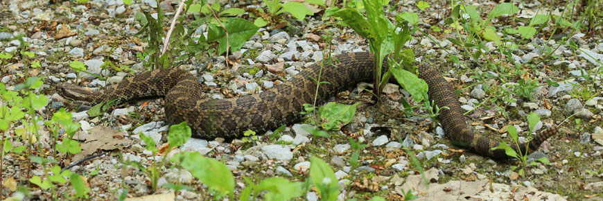 A massasauga rattlesnake on the forest floor.