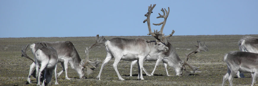 Peary caribou seen against a tundra background.