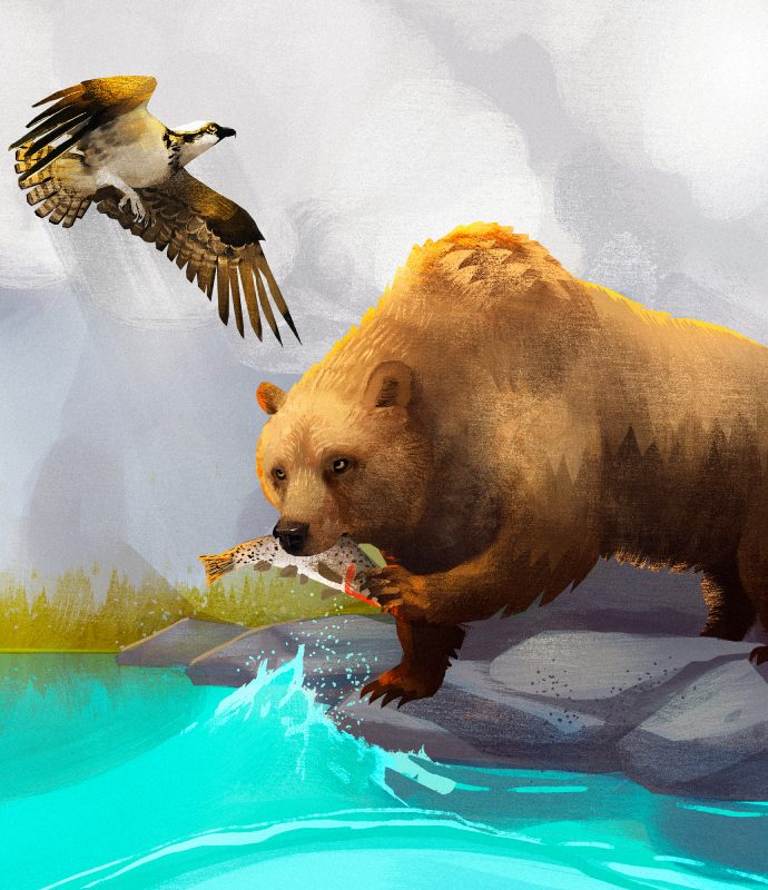 An illustration of a brown bear eating a fish out of the water, while a raptor bird flies closely overhead.