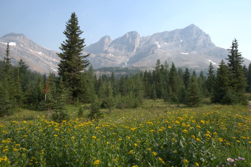 A grassy meadow with yellow flowers and evergreen trees with snow-dotted mountains in the background.