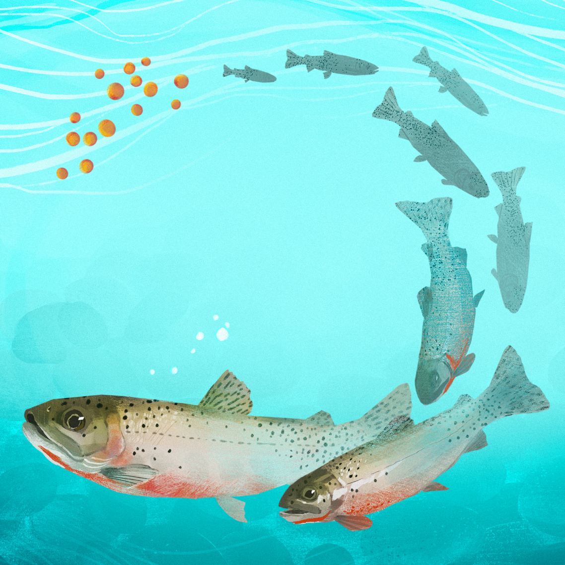 An illustration of fish eggs that progress to silhouettes of small fish, and eventually into adult sized fish shown in full colour .