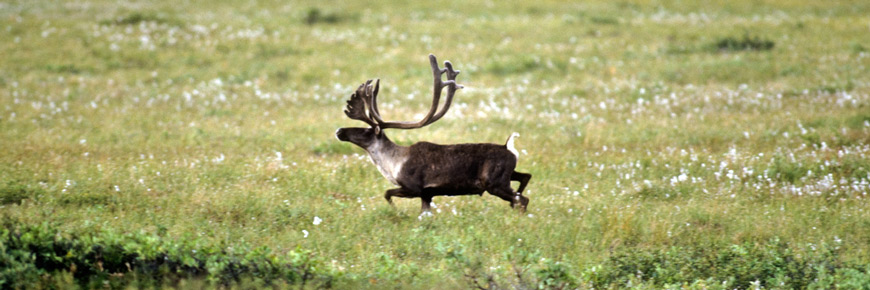 A barren-ground caribou.