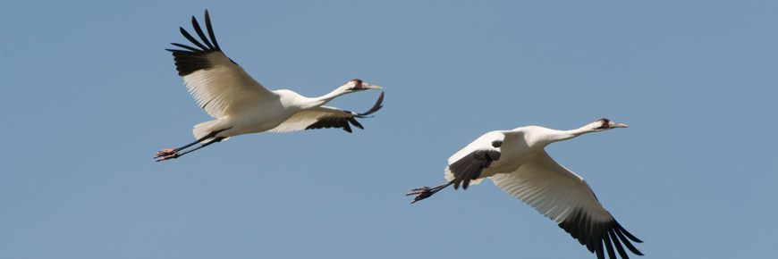 Deux grues blanches en vol .