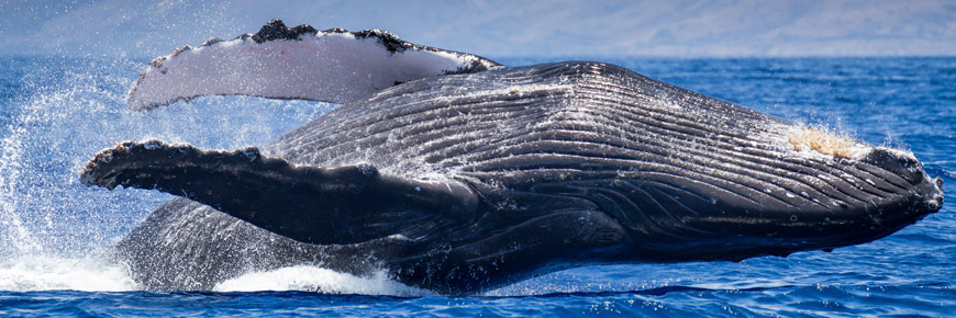 Baleine à bosse sautant hors de l’eau 