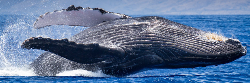 Humpback whale jumping