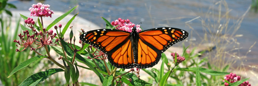 Papillon monarque .