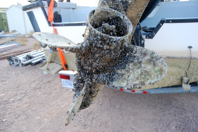 Des amas denses de petits coquillages recouvrent la majeure partie d’une grande hélice de bateau.