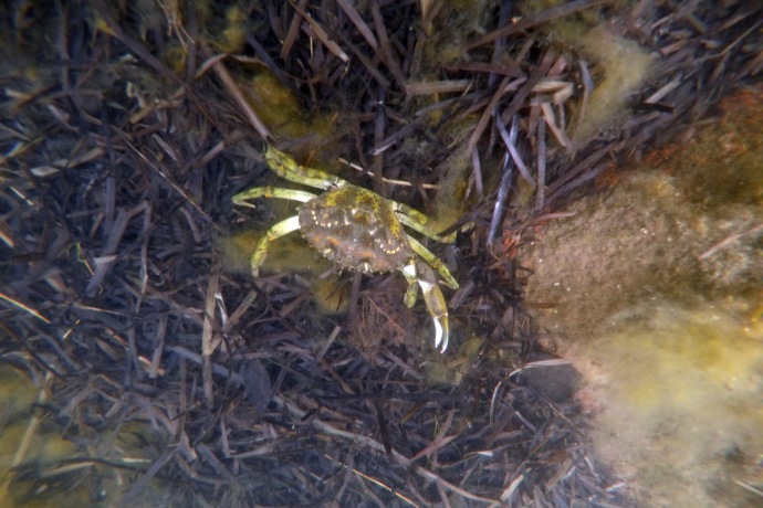 An underwater image of a green crab moving overtop of dead eelgrass.
