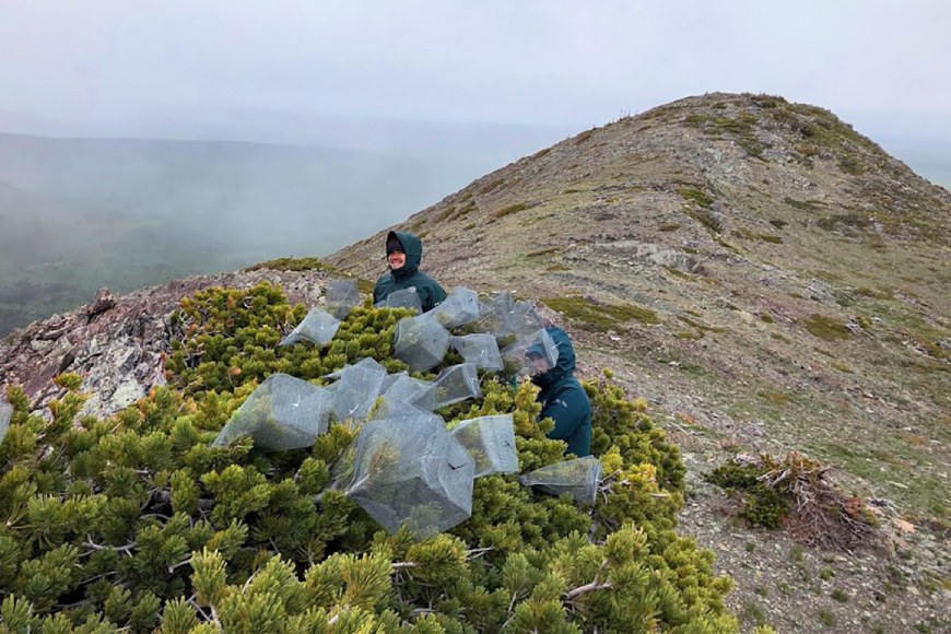  Au sommet d’une montagne, deux employés de Parcs Canada s’agenouillent près d’un arbre à feuilles persistantes dont certaines branches sont recouvertes de cages grillagées.