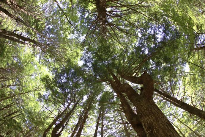 Looking up at the dense canopy of a Hemlock forest.