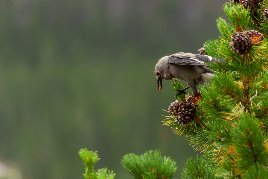 A bird rests at the top of an evergreen tree with a round seed held in its beak.