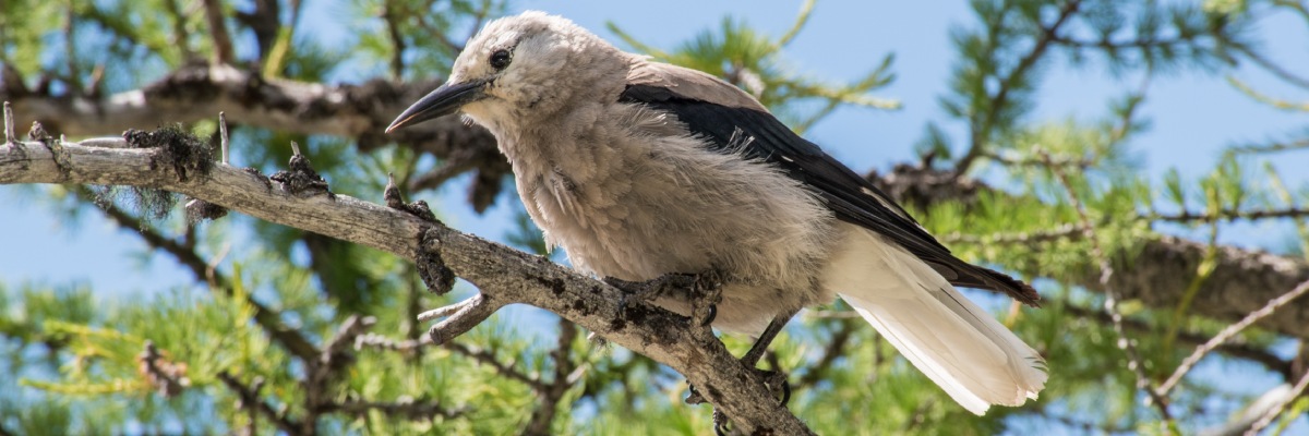 A grey and white bird is perched on the branch of an evergreen tree.