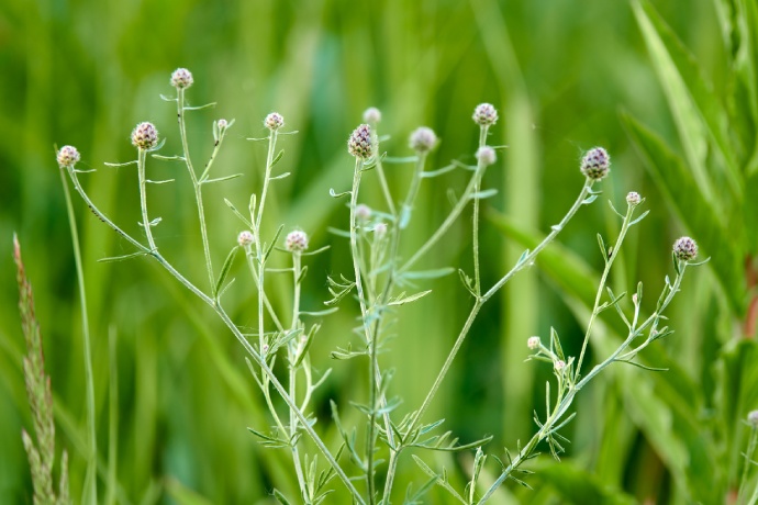 Gros plan sur les boutons de fleurs.