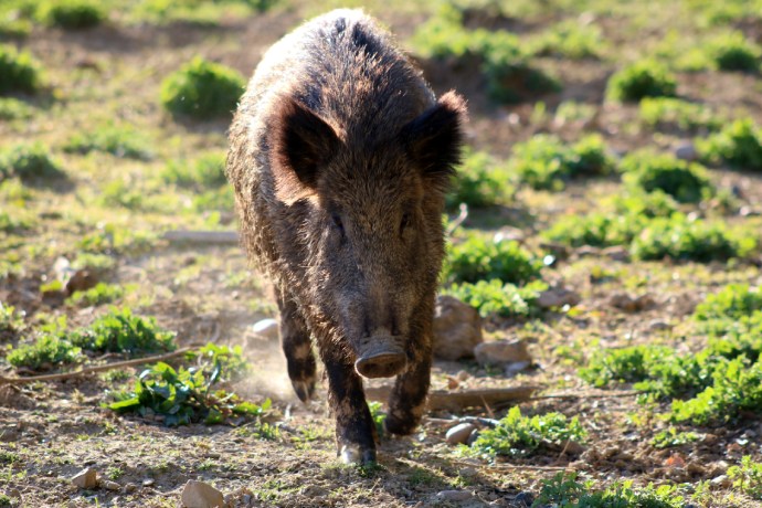 A brown wild pig walks toward the camera on dry patchy ground.