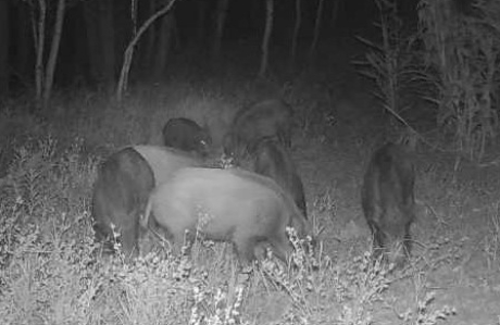 A wildlife camera photo taken at night of a group of wild pigs.